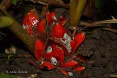 Zingiber chrysanthum